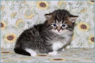 Male Siberian Kitten from Deedlebug Siberians